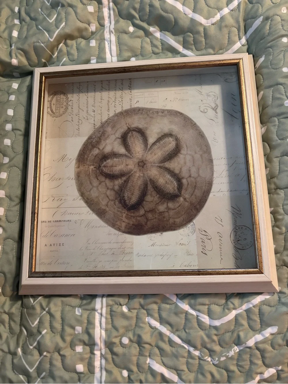 Framed Sand Dollar Wall Art - Neutral Tones